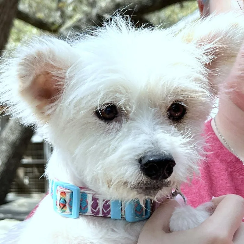 Confetti thumbnail 2