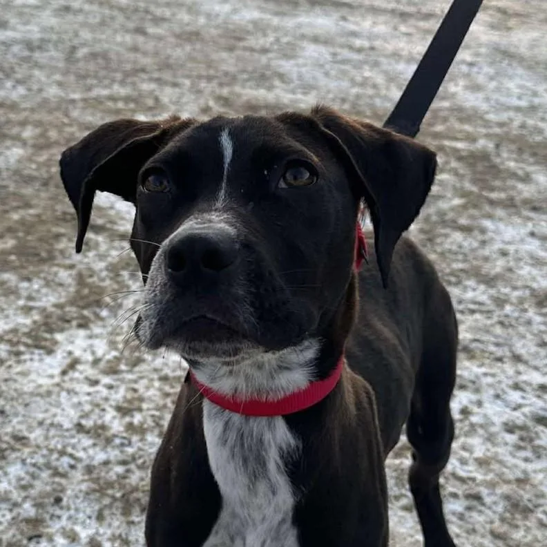 A baby medium-sized male Mixed Breed dog named Pete for adoption in Springfield, VT