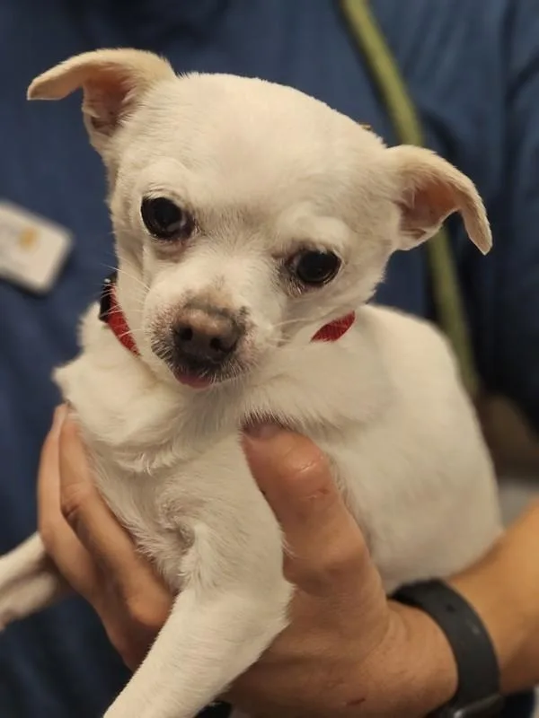 A senior small-sized female Chihuahua dog named Lila for adoption in Oakland, CA