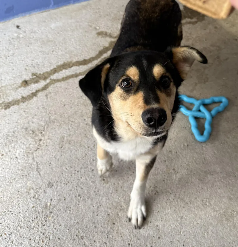An adult large-sized female Tricolor (Brown, Black, & White) Mixed Breed dog named Little Big Bit for adoption in Leitchfield, KY