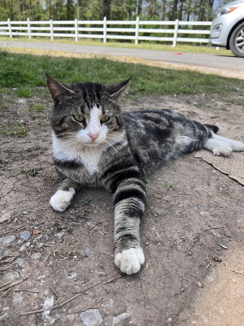 A young medium-sized male Domestic Short Hair cat named Ferdinand for adoption in Randolph, AL