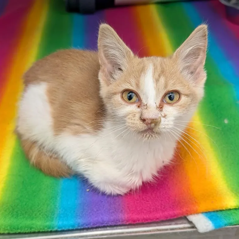 A baby small-sized female Orange / Red Domestic Short Hair cat named Winnie for adoption in Emporia, KS