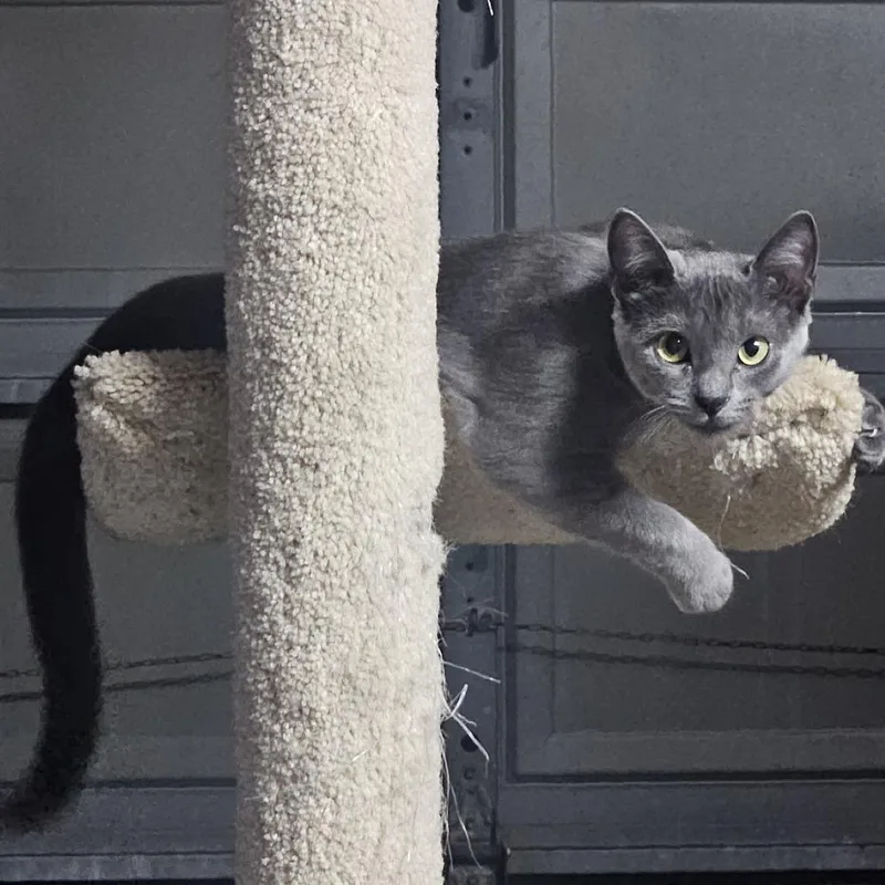 A young medium-sized female Gray / Blue / Silver Domestic Short Hair cat named Shimba for adoption in Jupiter, FL