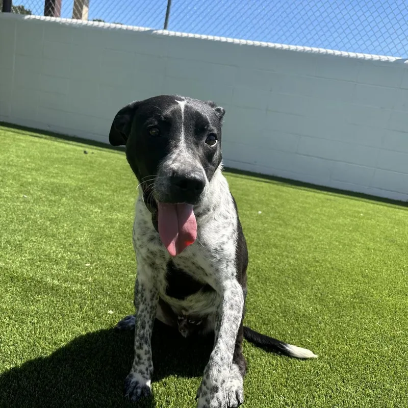 Brandon Aka Brandy thumbnail 2