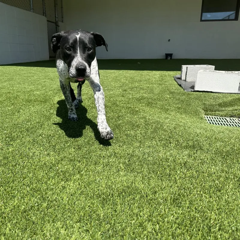 Brandon Aka Brandy thumbnail 3