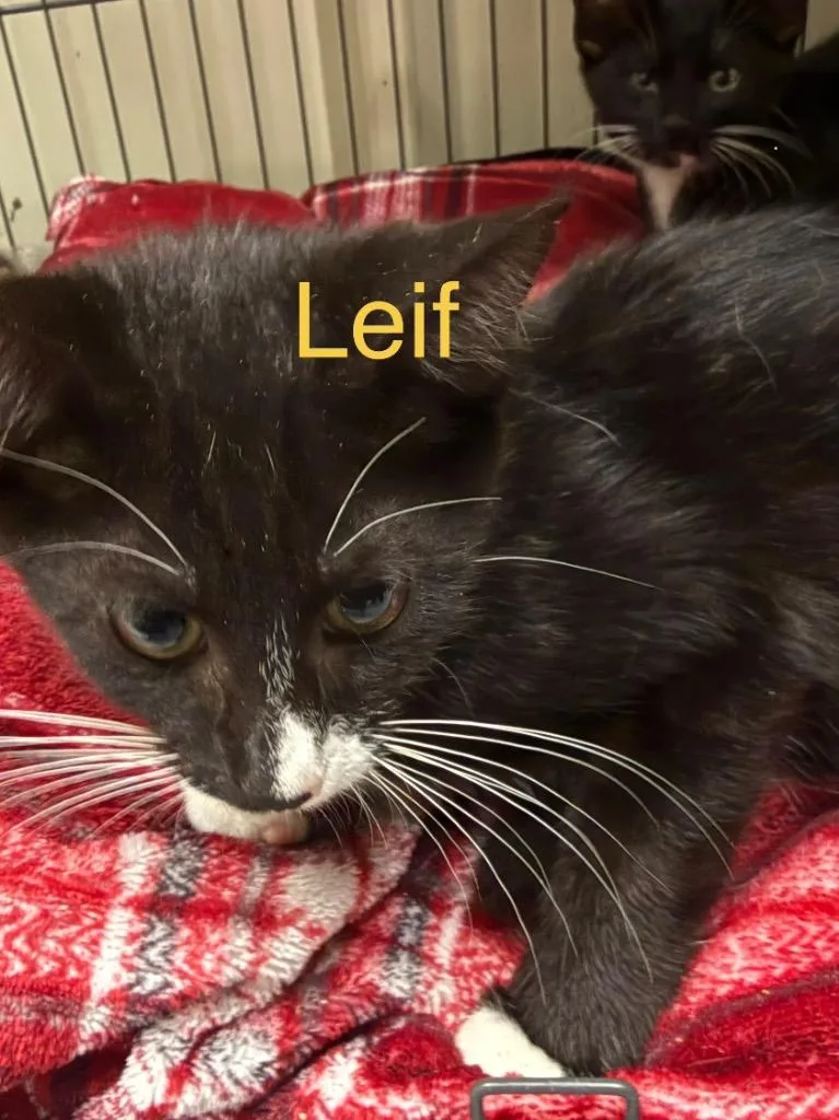 A baby small-sized male Domestic Short Hair cat named Leif for adoption in Saint Francisville, LA