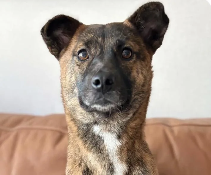 An adult medium-sized female Jindo dog named Titi for adoption in San Ramon, CA