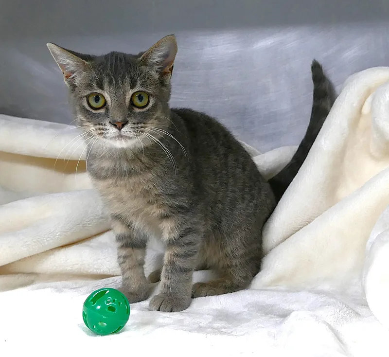 A baby medium-sized male Tabby (Gray / Blue / Silver) Domestic Short Hair cat named Falcon for adoption in Beechbottom, WV