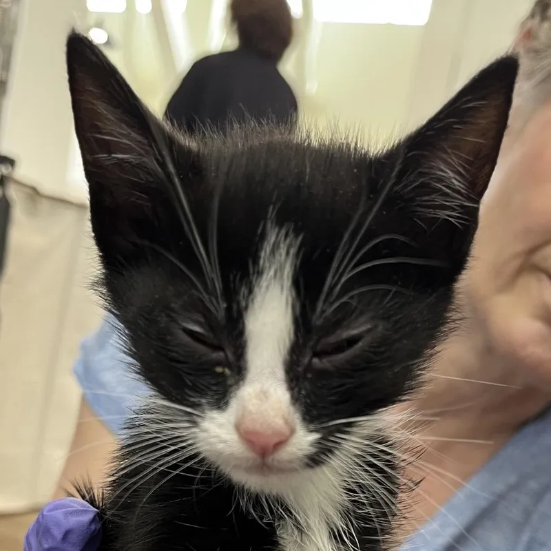 A baby small-sized male Black Domestic Short Hair cat named Panda for adoption in Chapel Hill, NC