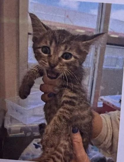 A baby medium-sized male Domestic Short Hair cat named Pixel for adoption in West Chester, PA