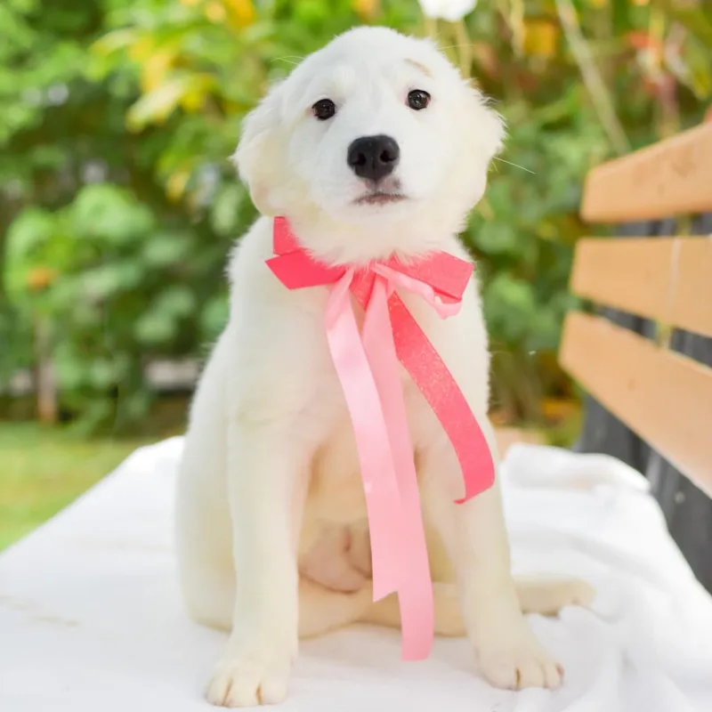 A baby small-sized female White / Cream Mixed Breed dog named Squishmallow for adoption in Kailua Kona, HI