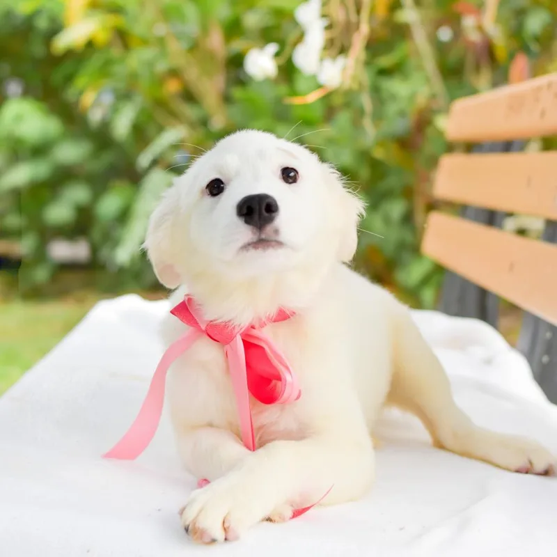 Squishmallow thumbnail 2