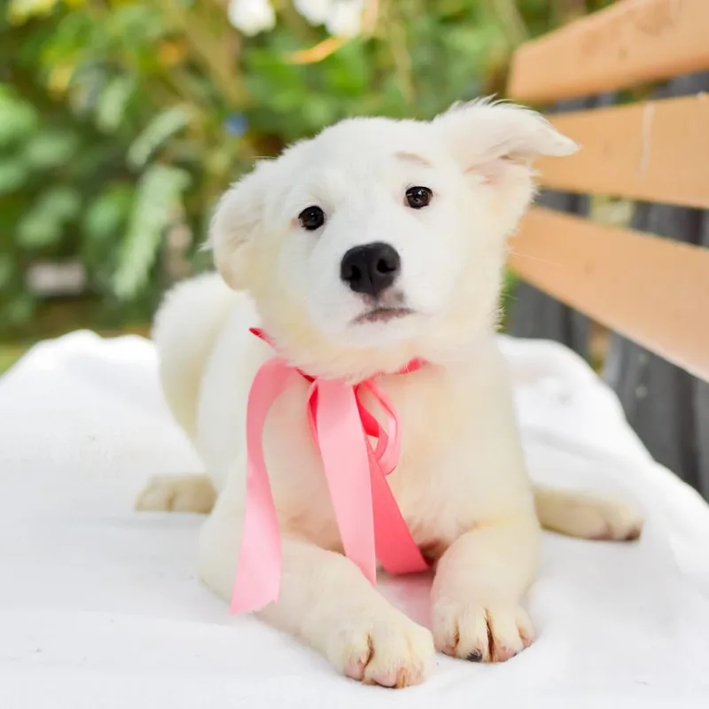 Squishmallow thumbnail 3