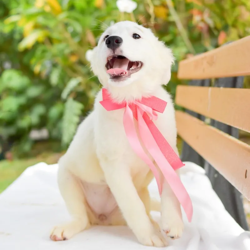 Squishmallow thumbnail 4