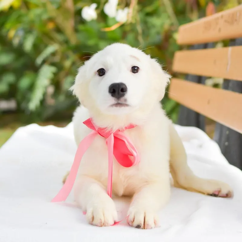 Squishmallow thumbnail 5