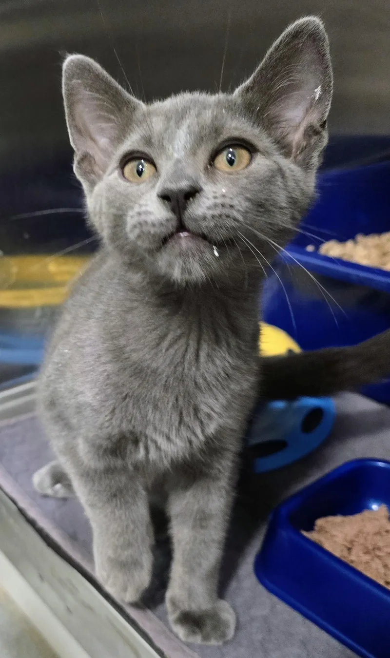A baby medium-sized female Gray / Blue / Silver Domestic Short Hair cat named Sarabi for adoption in Amityville, NY