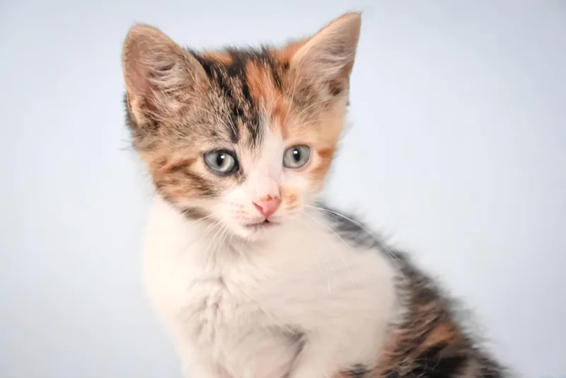 A baby small-sized female Domestic Long Hair cat named Froyo for adoption in Loveland, CO