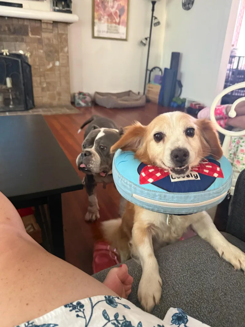 An adult small-sized male Golden Chihuahua dog named Arty for adoption in LOS ANGELES, CA