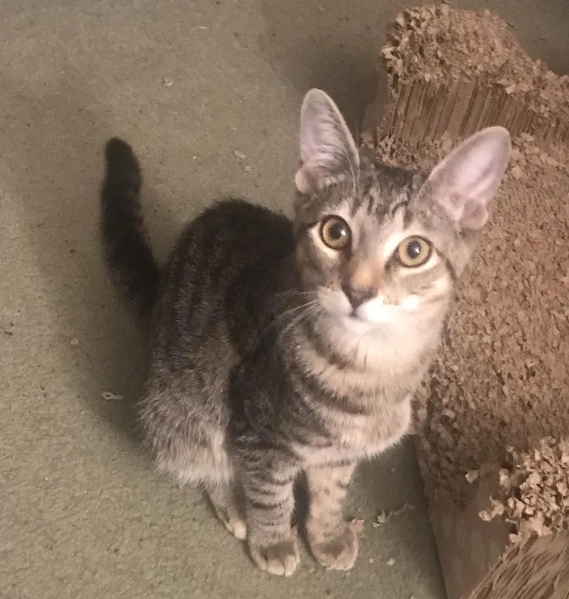 A young medium-sized male Domestic Short Hair cat named Johnson for adoption in Bridgeport, CT