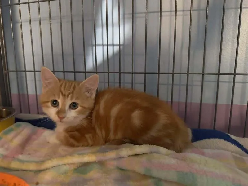 A baby small-sized female Orange & White Domestic Short Hair cat named Carolina Reaper for adoption in Woodbridge, VA
