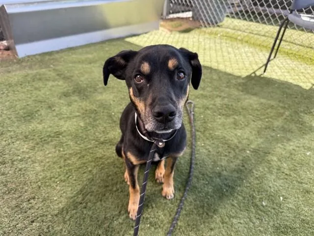 An adult large-sized male Australian Kelpie dog named Max for adoption in Phoenix, AZ