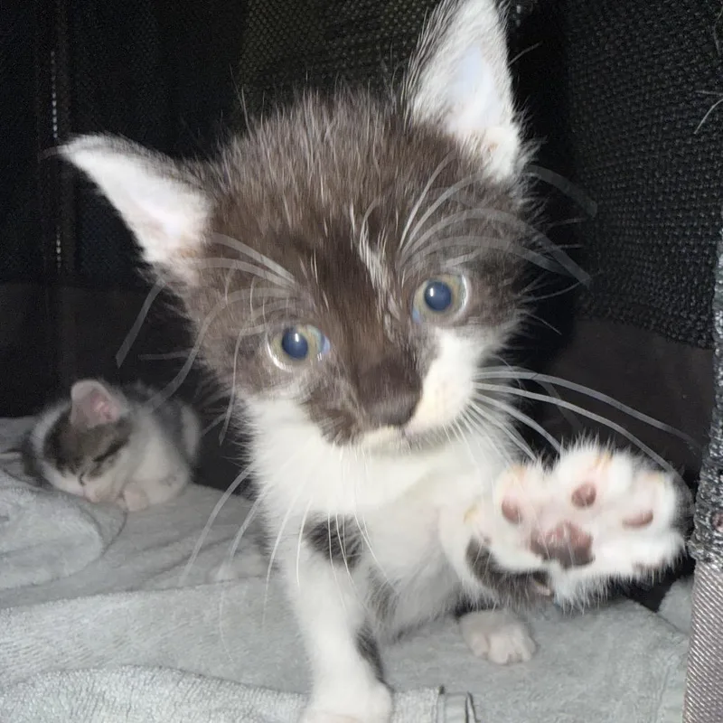 A baby small-sized female White Domestic Short Hair cat named Liberty for adoption in Escondido, CA