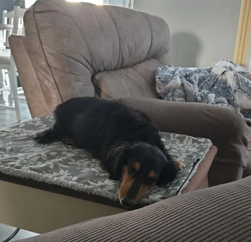 An adult small-sized female Black Dachshund (Miniature Long Haired) dog named Abby for adoption in Martinsville, IN