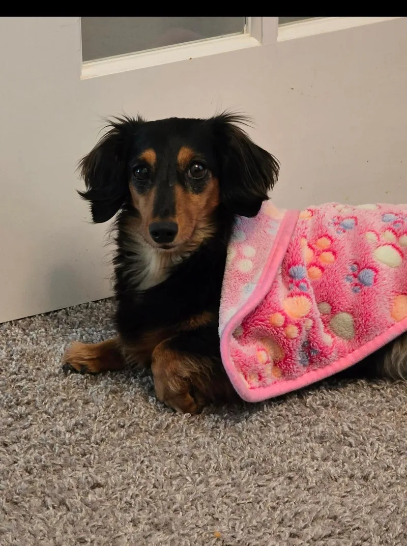 Abby thumbnail 4