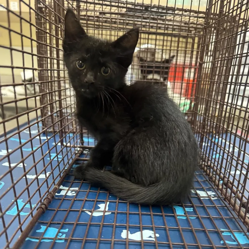 A baby small-sized male Black Domestic Short Hair cat named Dimitri for adoption in Galveston, TX