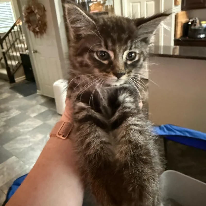 A baby small-sized male Brown / Chocolate Domestic Short Hair cat named Diesel for adoption in Irwin, PA
