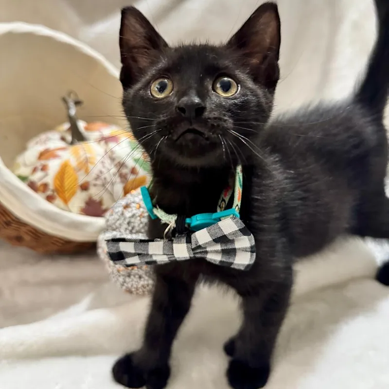 A baby small-sized male Bombay cat named Porter for adoption in Miami, FL