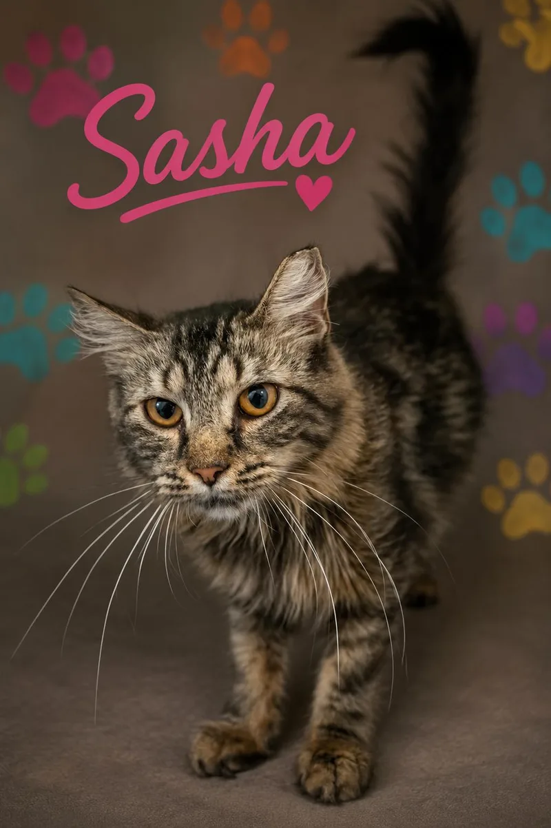 An adult medium-sized female Domestic Medium Hair cat named Sasha: DMH for adoption in Greenville, DE
