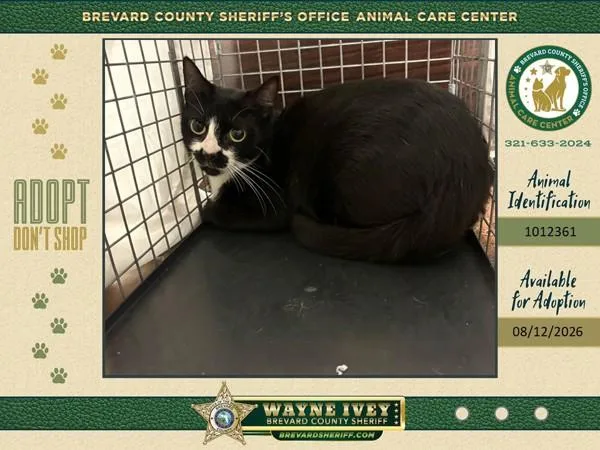 A young large-sized female Domestic Short Hair cat named Stray for adoption in Melbourne, FL