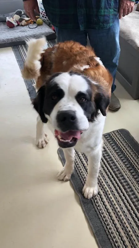 A young extra large-sized female Bicolor Saint Bernard dog named Sally for adoption