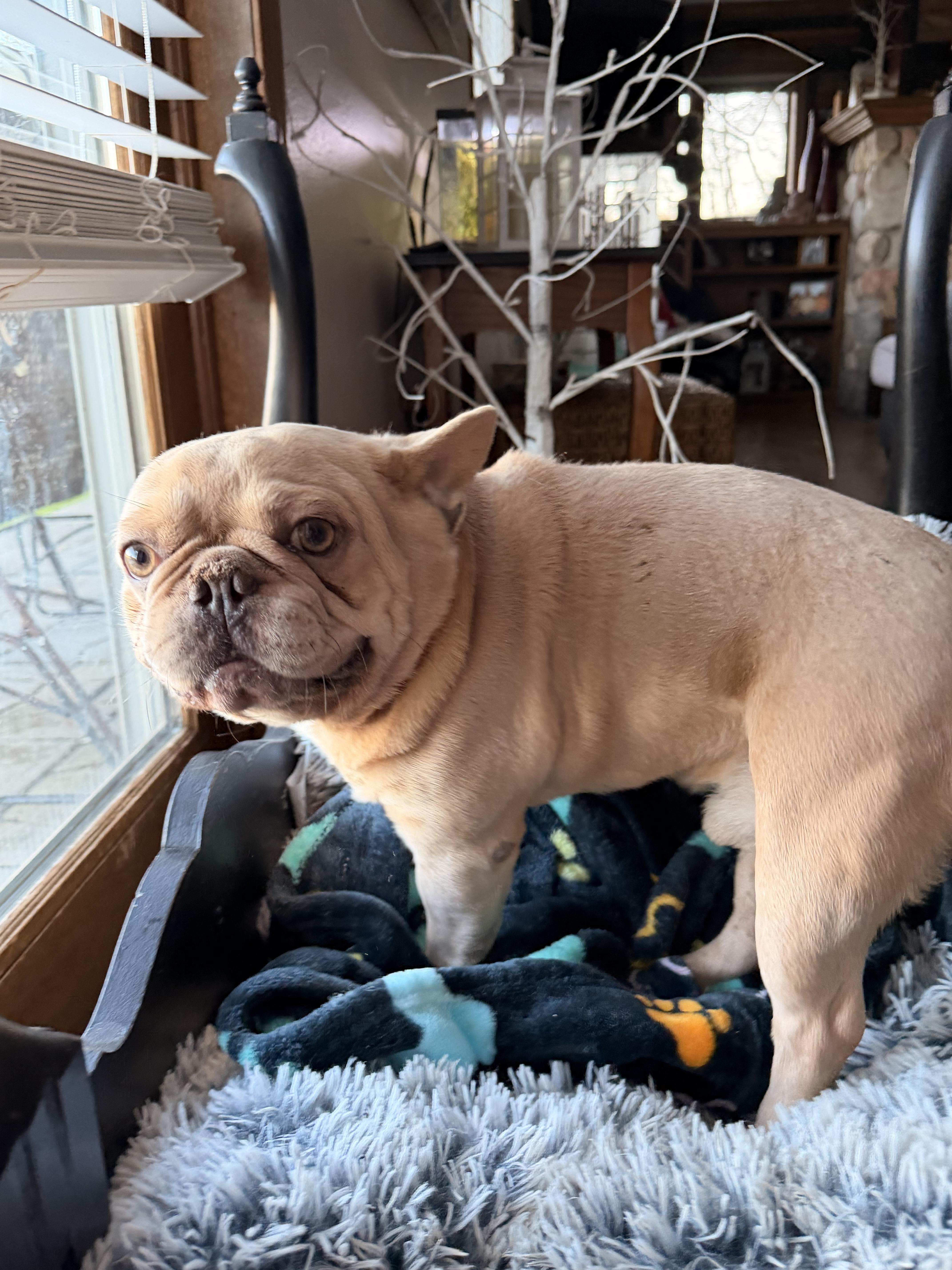 Peanut thumbnail 3
