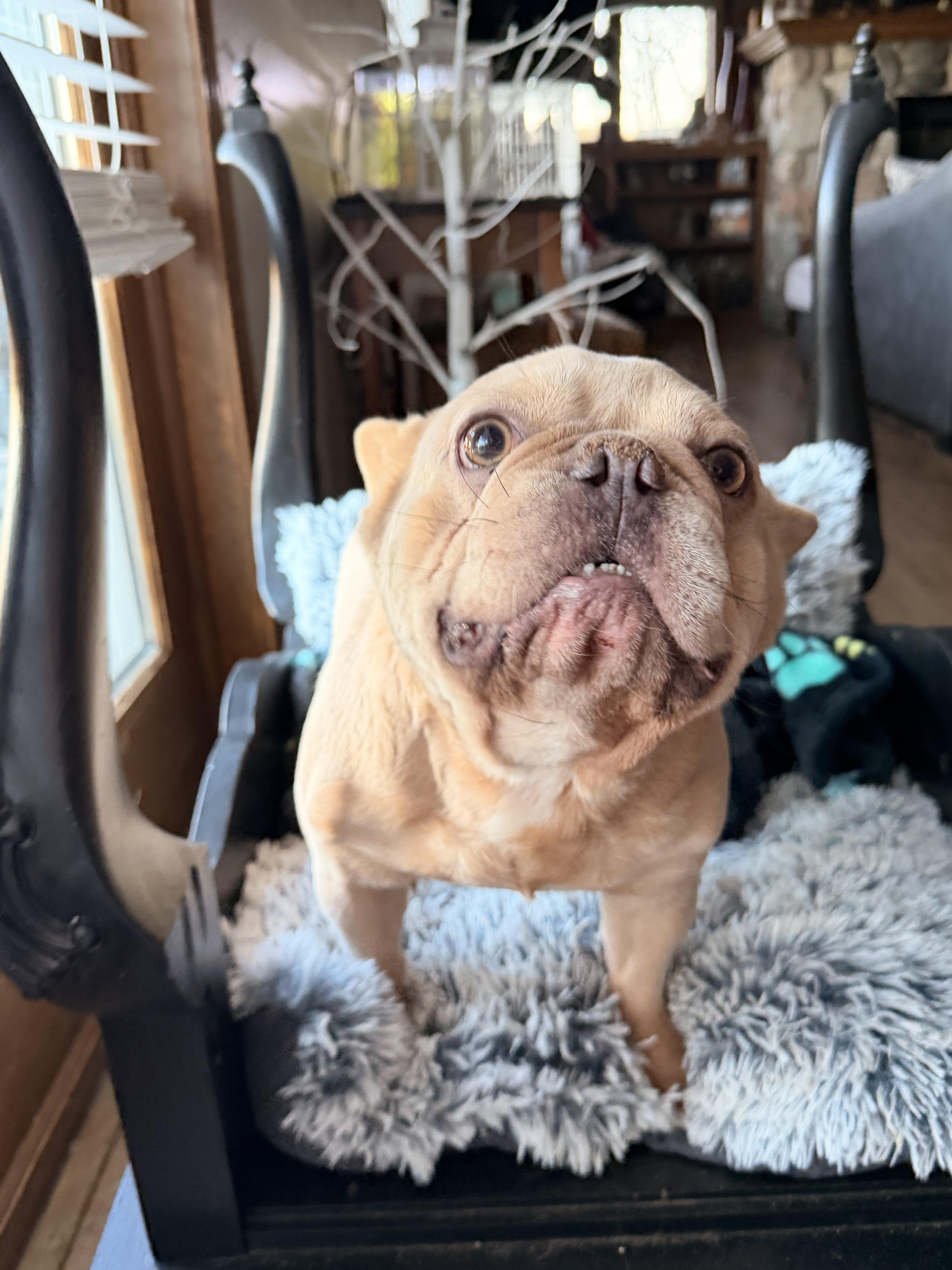 Peanut