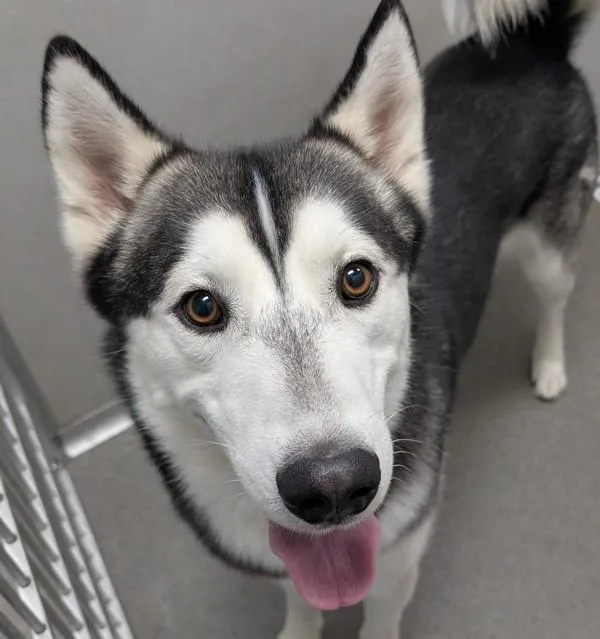 An adult large-sized male Siberian Husky dog named Chester for adoption in Des Moines, IA