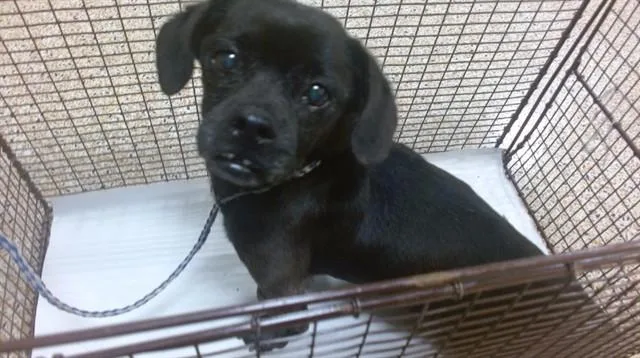 A senior small-sized male Shih Tzu dog named William for adoption in Miami, FL