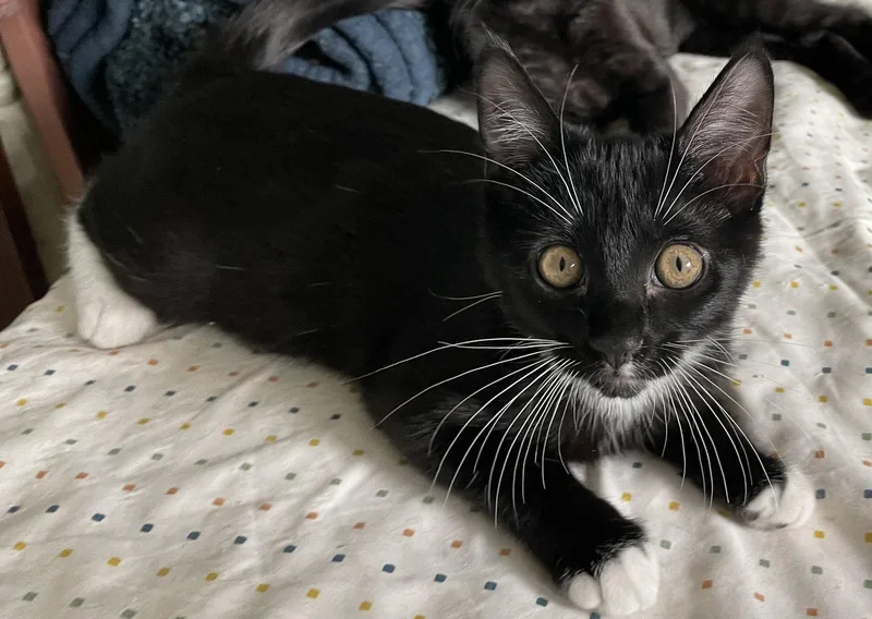 A baby medium-sized female Domestic Short Hair cat named Queen Stella for adoption in Colorado Springs, CO