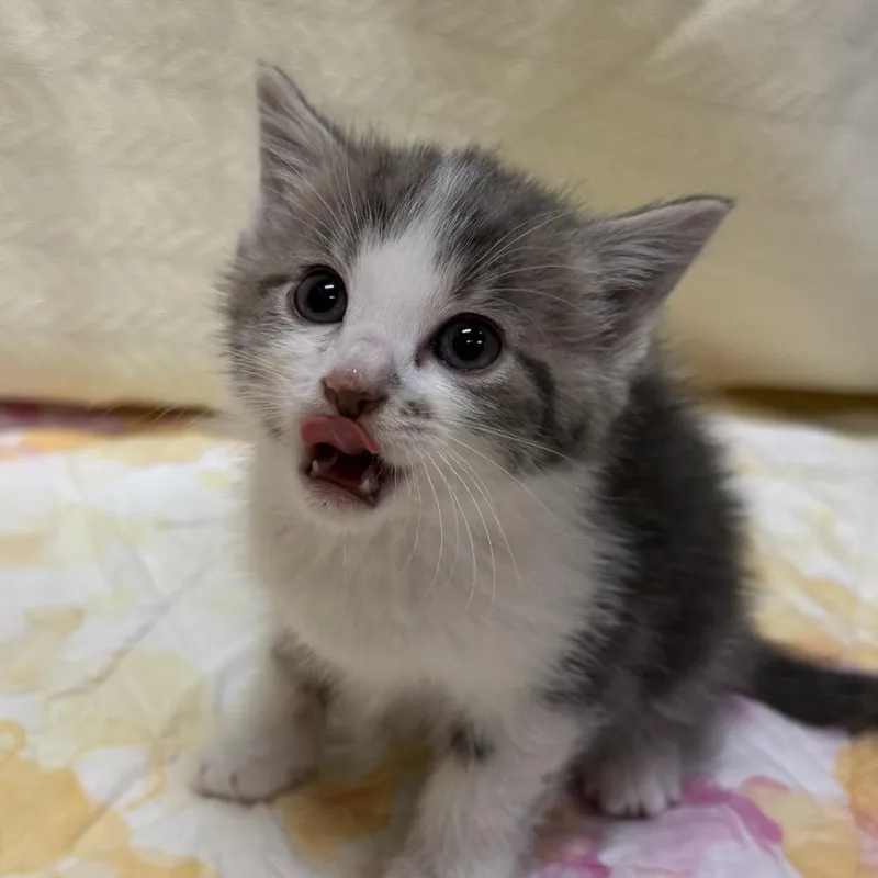 A baby small-sized female White Domestic Short Hair cat named Royal for adoption in North Canton, OH