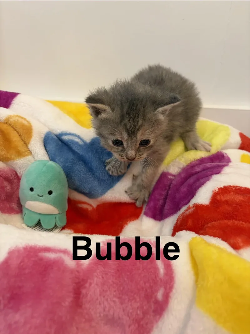 A baby medium-sized female Gray & White Domestic Short Hair cat named Bubble for adoption in North Haledon, NJ