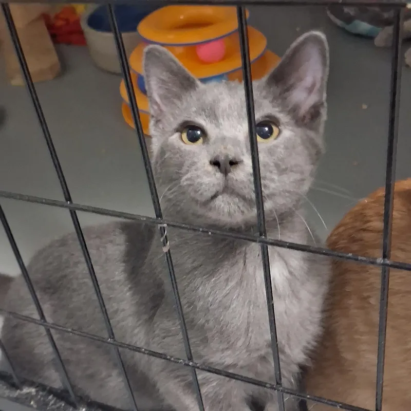 A baby medium-sized female Gray / Blue / Silver Domestic Short Hair cat named Apricot for adoption in Iowa Falls, IA