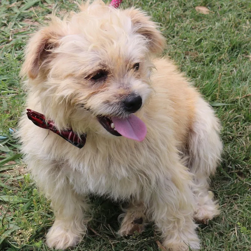 A young medium-sized male Cairn Terrier dog named Leader for adoption in Bandera, TX