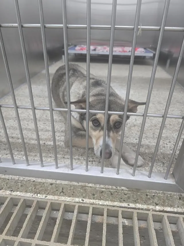 A young medium-sized female Catahoula Leopard Dog dog named Akira for adoption in Glenfield, NY