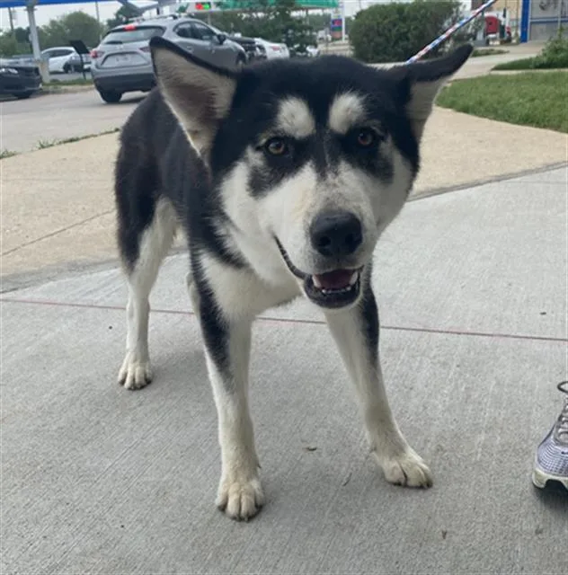 A young large-sized male Mixed Breed dog named Winter for adoption in Dallas, TX