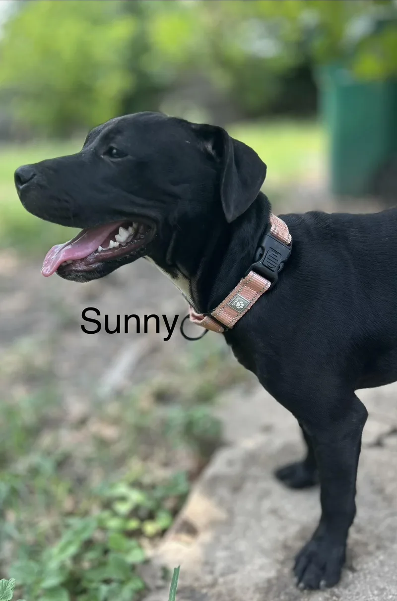 Sunny thumbnail 3