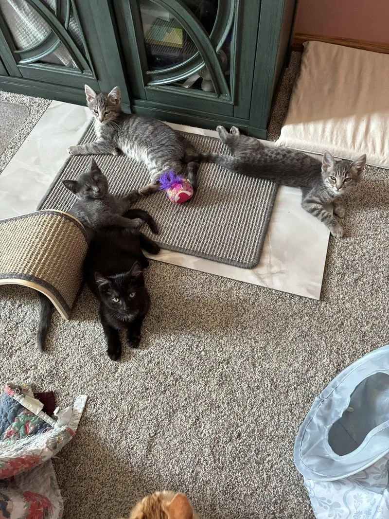 A baby medium-sized male Tabby (Gray / Blue / Silver) Tabby cat named Carman for adoption in Omaha, NE