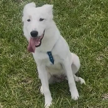 A baby large-sized male Apricot / Beige Mixed Breed dog named Snow for adoption in Houston, TX