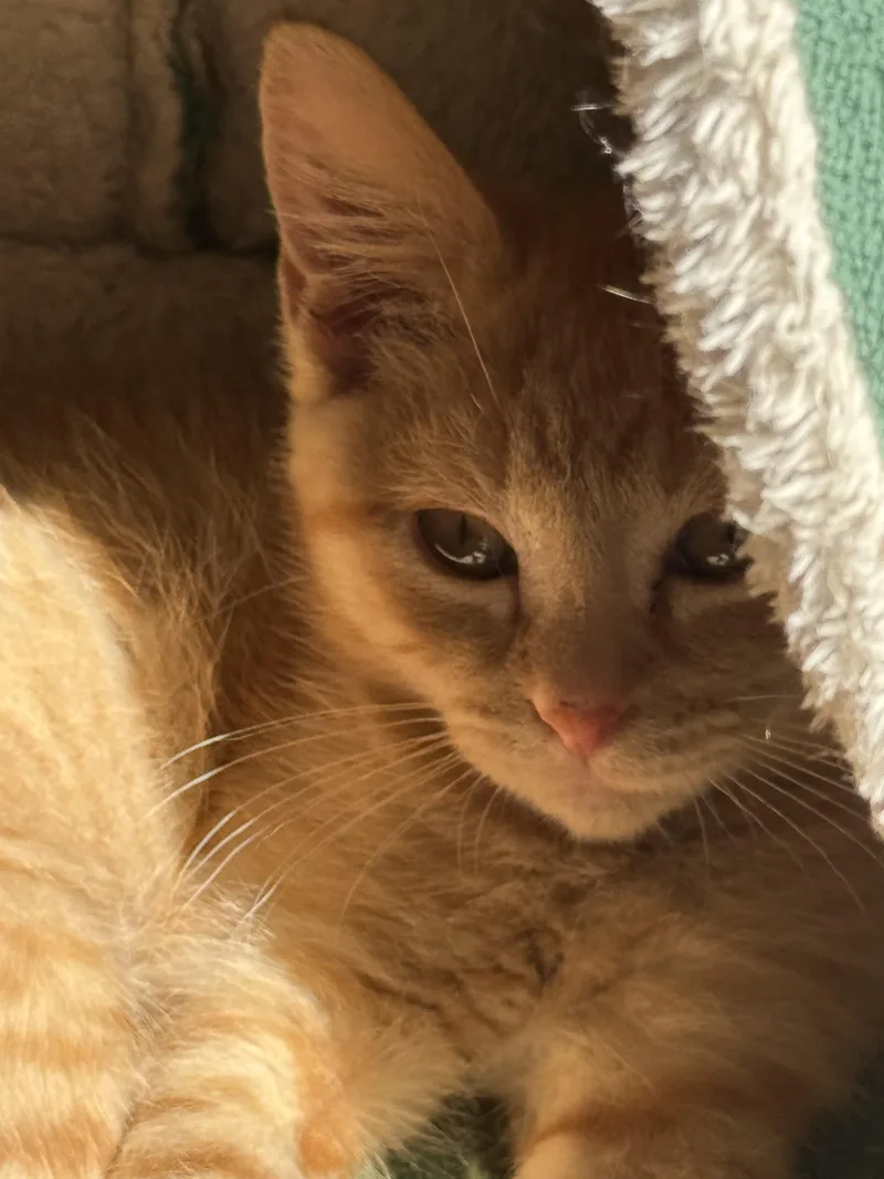 A baby medium-sized female Domestic Short Hair cat named River for adoption in Blaine, MN