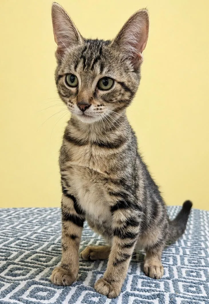 A baby medium-sized female Tabby (Brown / Chocolate) Domestic Short Hair cat named Thelma for adoption in Jackson, GA
